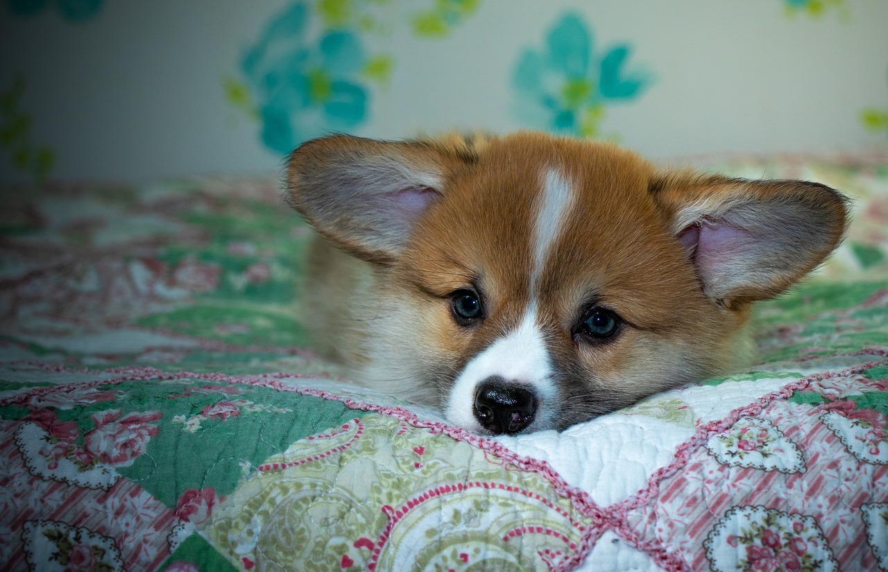 How to Access Reddybook: A Complete Guide to Secure Login, Account Management, and Integration with 99exch Services